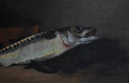 Antique French Fish Still Life by Joseph de Ruysscher, c. 1900